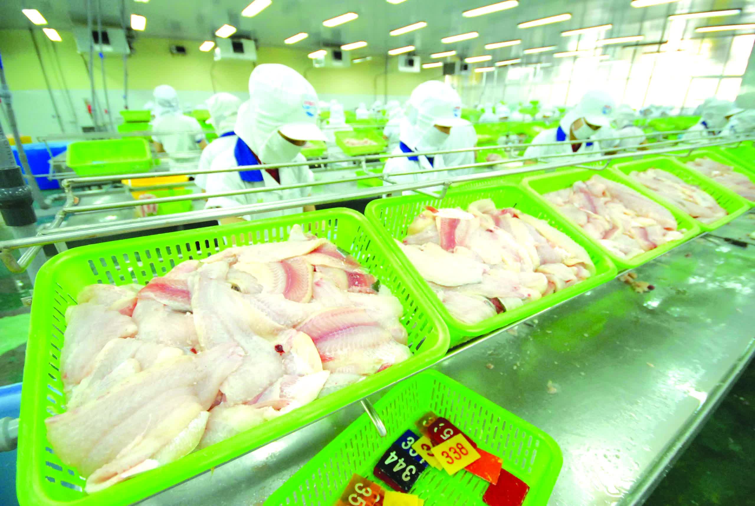 Cá tra Việt Nam trước “bài toán kép” năm 2026: Giữ đà tăng trưởng và tái cấu trúc để bền vững