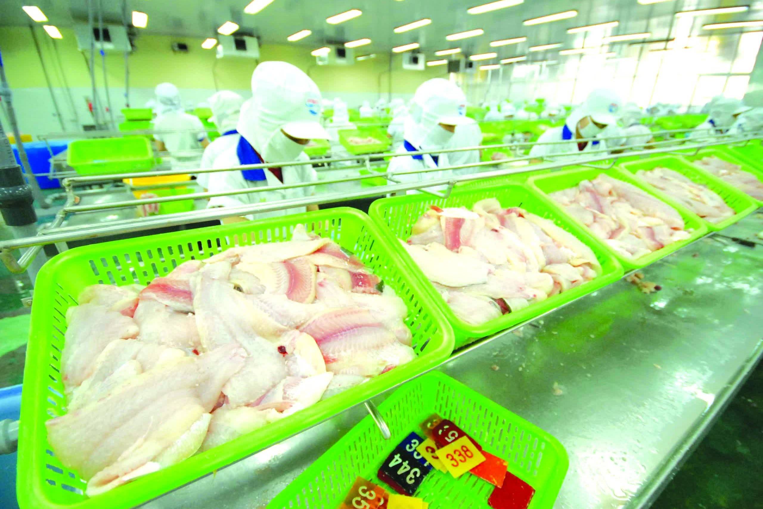 Cá tra Việt Nam trước “bài toán kép” năm 2026: Giữ đà tăng trưởng và tái cấu trúc để bền vững