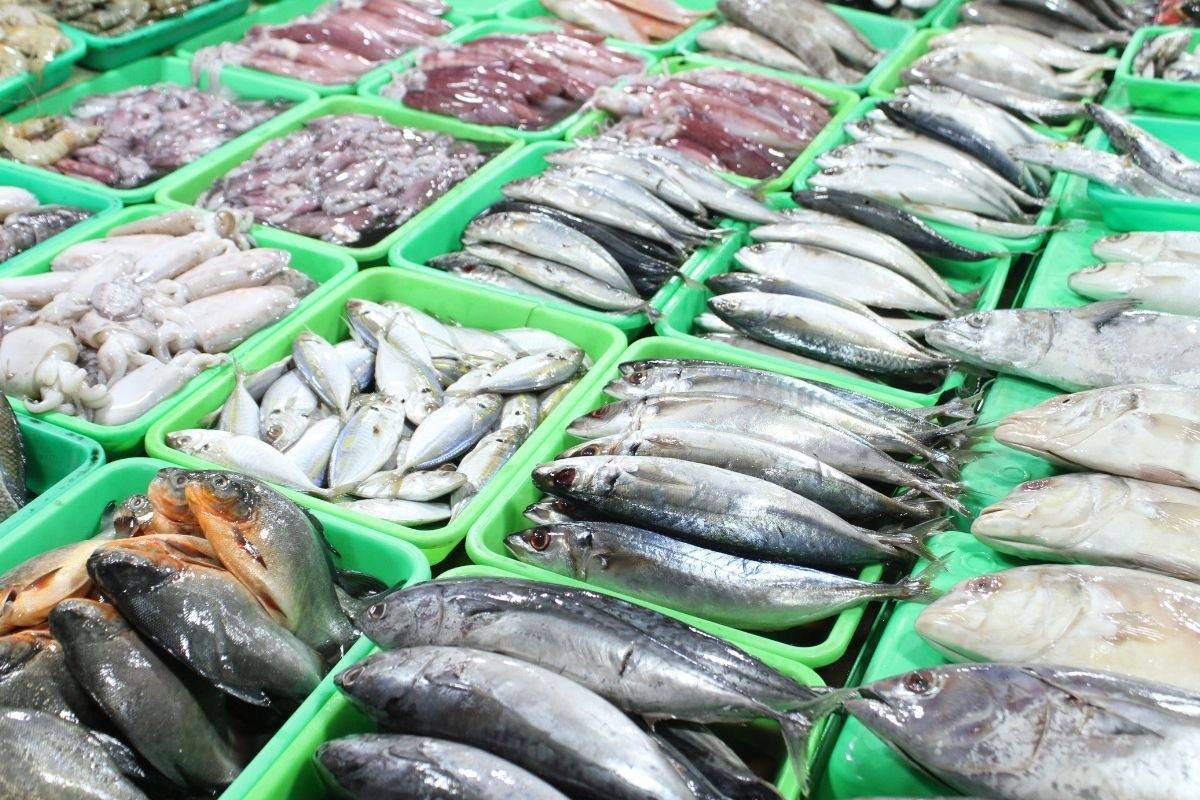 Xuất khẩu thủy sản sang Bắc Âu bắt buộc qua hệ thống CATCH từ 2026