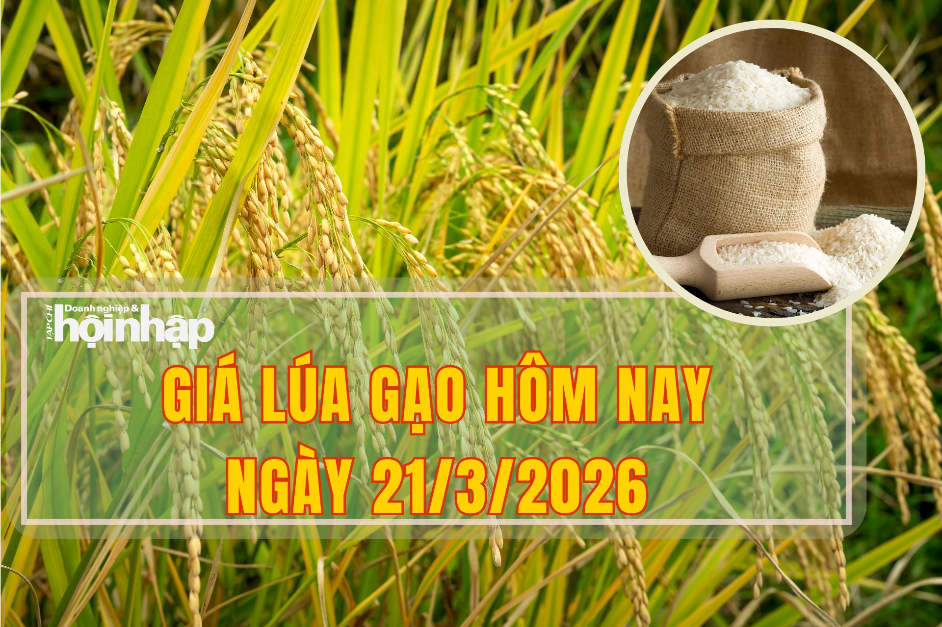 Giá lúa gạo hôm nay 21/3/2026: Lúa tươi giảm giá nhẹ