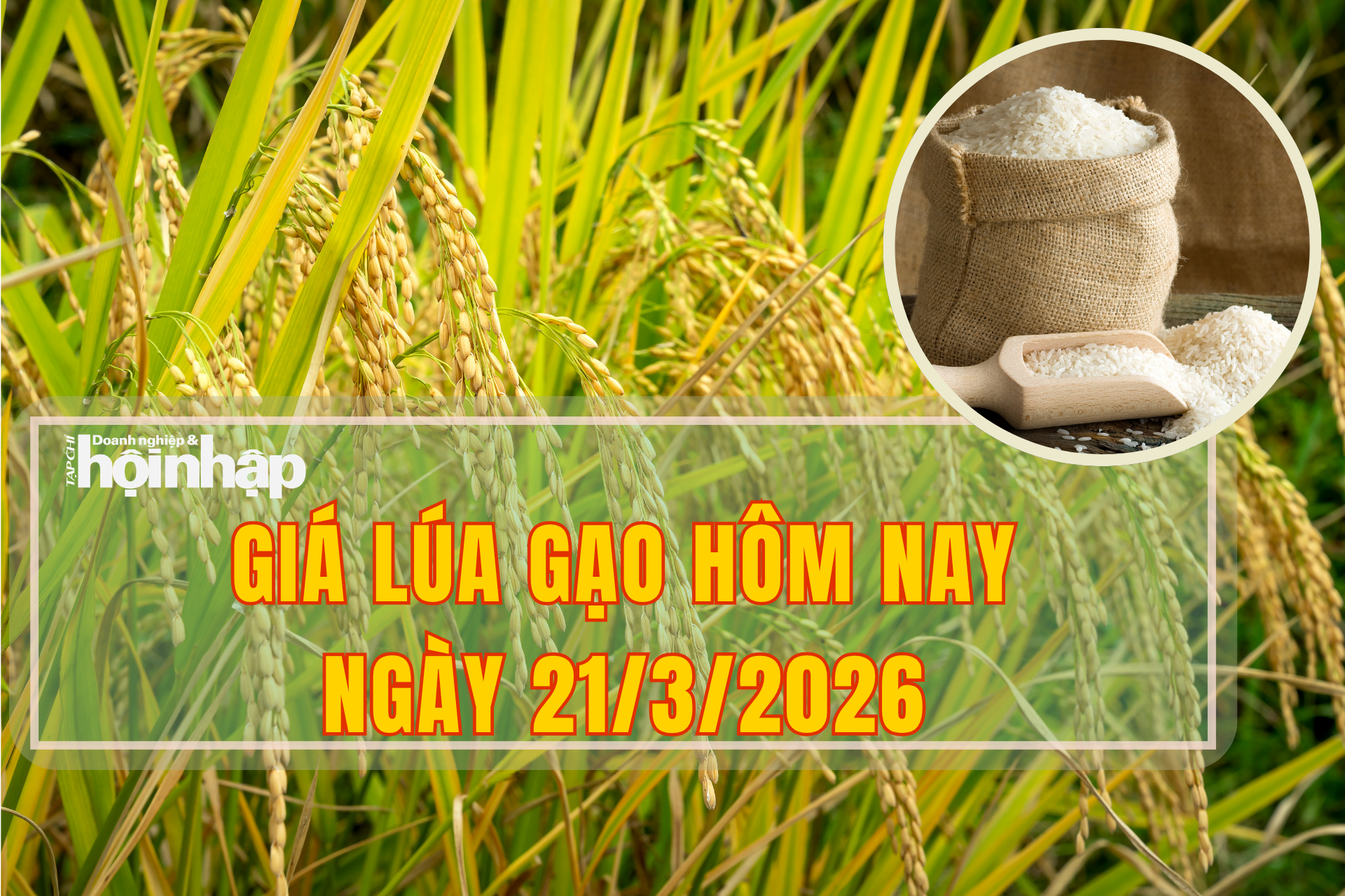 Giá lúa gạo hôm nay 21/3/2026: Lúa tươi giảm giá nhẹ
