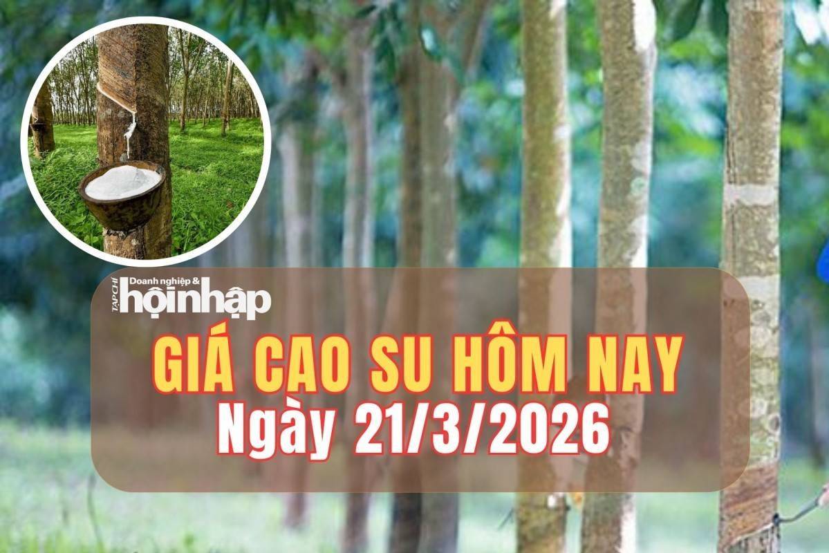 Giá cao su hôm nay 21/3/2026: Trong nước neo cao, thế giới xu hướng tăng chiếm ưu thế