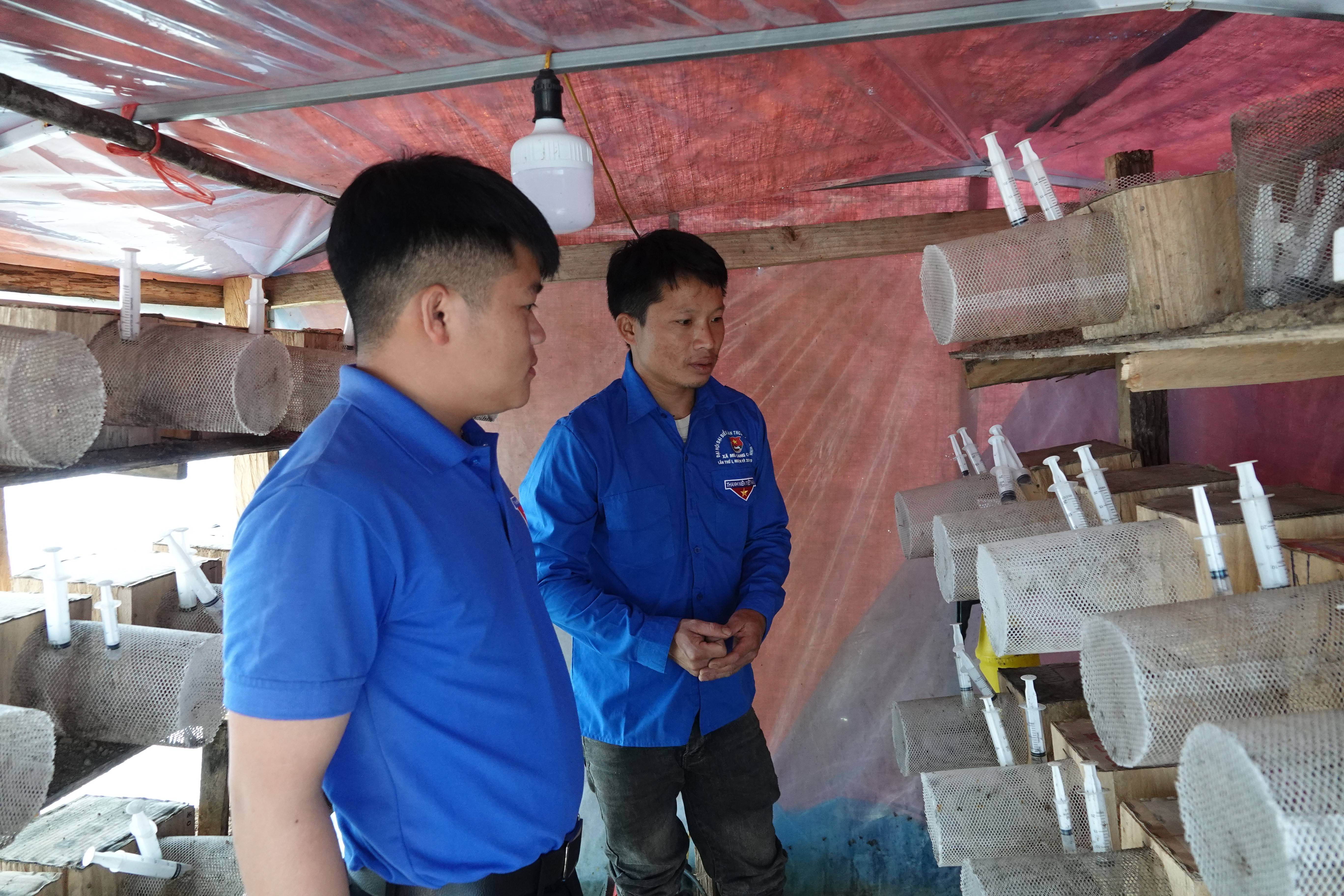 Từ một mô hình tự phát, nuôi ong đất đang trở thành sinh kế mới tại vùng cao Lào Cai, giúp nhiều thanh niên thu nhập hàng trăm triệu đồng mỗi năm. Tuy nhiên, để phát triển bền vững, cần giải bài toán liên kết, kỹ thuật và thị trường