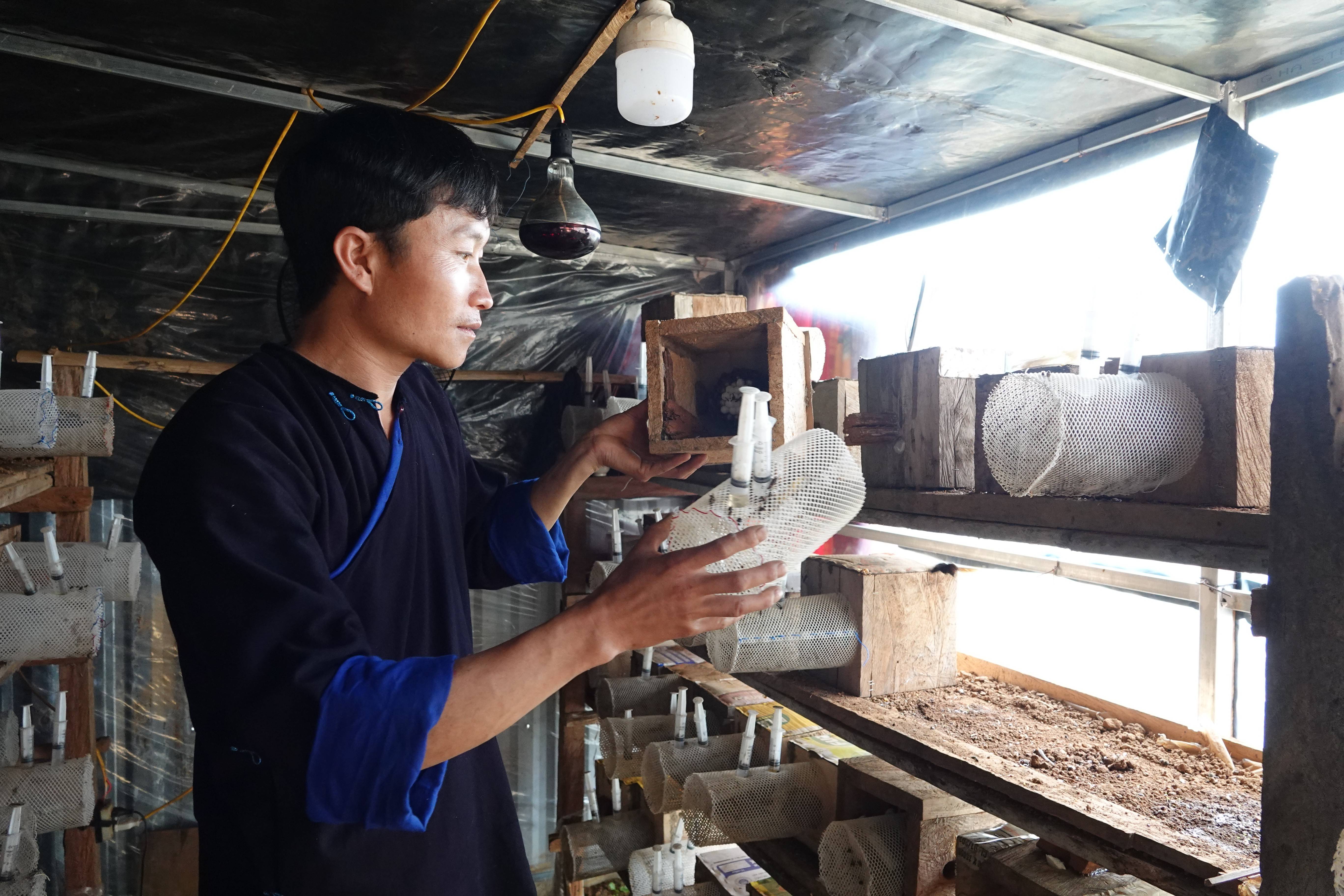 Nuôi ong đất ở Lào Cai: Từ sinh kế “liều lĩnh” đến hướng giảm nghèo bền vững