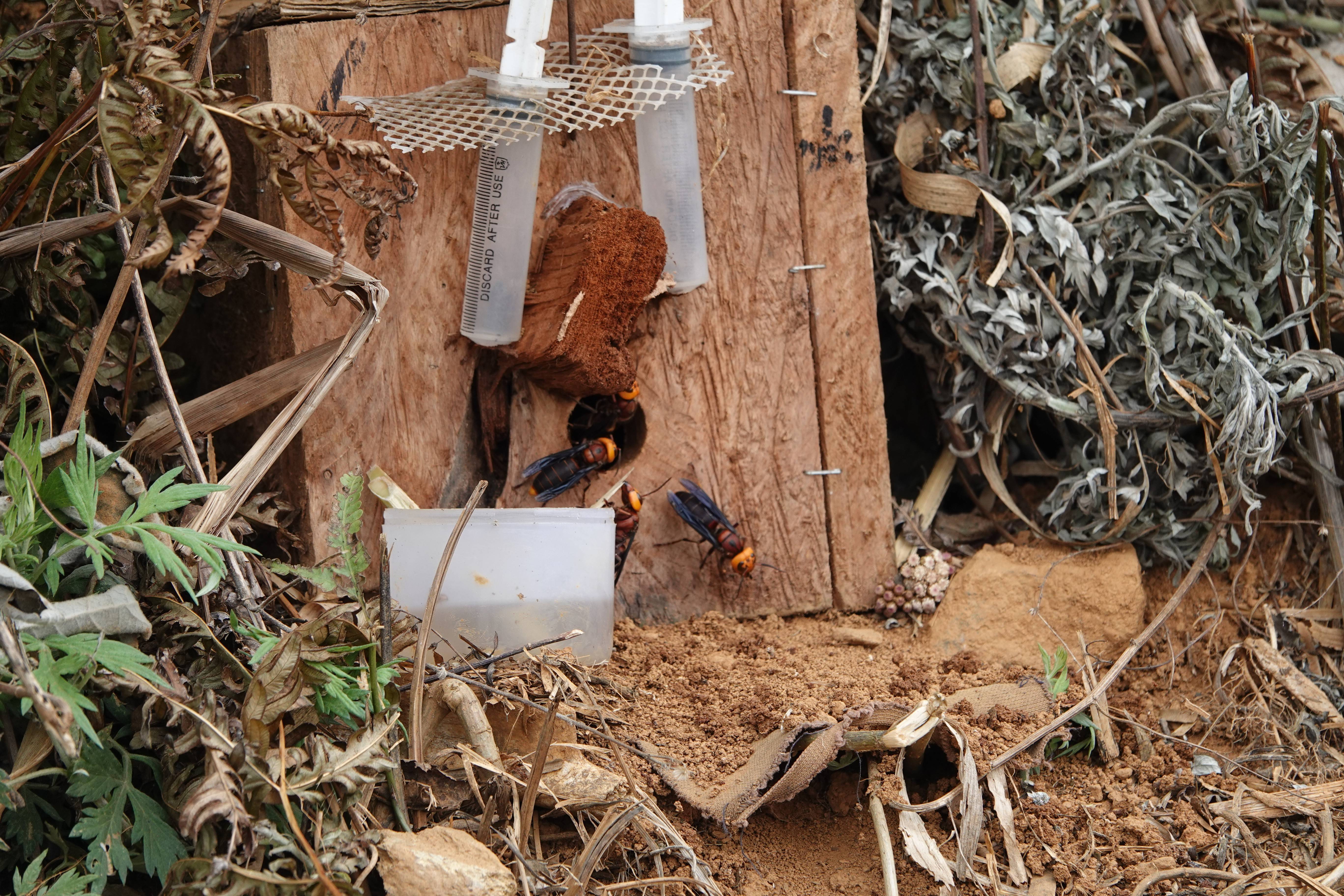 Tổ ong đất được người dân bố trí trong môi trường  tự nhiên, kết hợp bổ sung nguồn thức ăn và chăm sóc để ong chuẩn bị xây tổ.