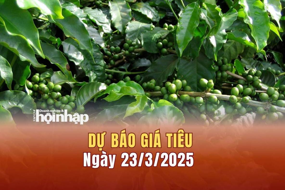 Dự báo giá tiêu 23/3: Giá tiêu trong nước có xu hướng tăng cao