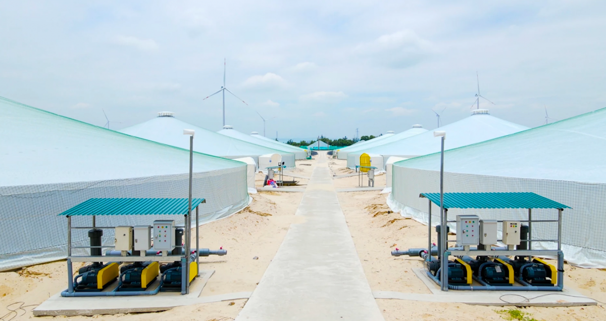 Nuôi tôm công nghệ cao mở hướng phát triển bền vững trên vùng cát ven biển Quảng Trị