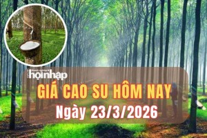 Giá cao su hôm nay 23/3/2026: Trong nước ổn định, thế giới tăng - giảm trái chiều