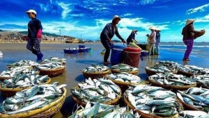 Các nhà mua hàng Châu Âu đang trở lại tìm kiếm thủy sản Việt Nam