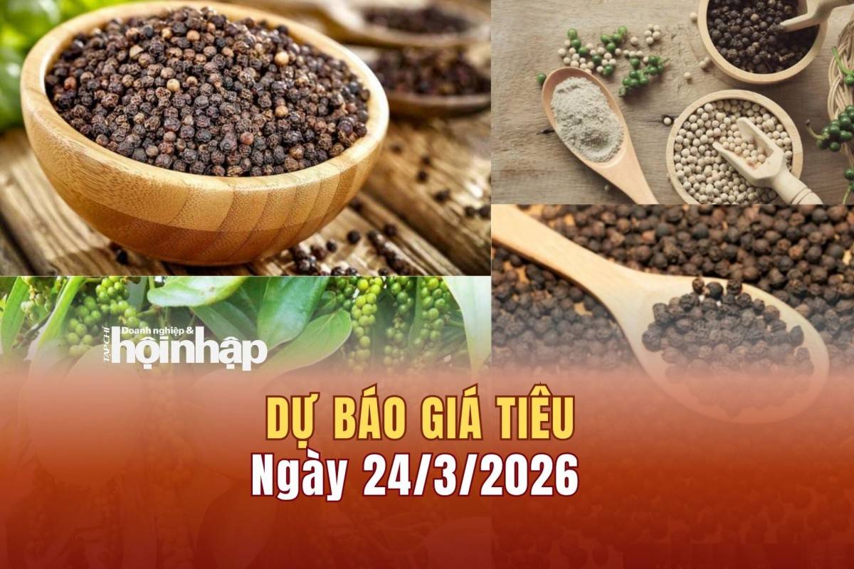 Dự báo giá tiêu 24/3: Giá tiêu trong nước có xu hướng tăng cao