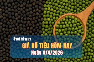 Giá tiêu hôm nay 8/4/2026: Đồng loạt tăng nhẹ, hướng tới mốc 140.000 đồng/kg