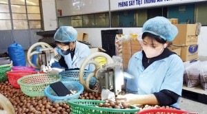 Sơn La nâng tầm nông sản nhờ OCOP, mở rộng chuỗi giá trị