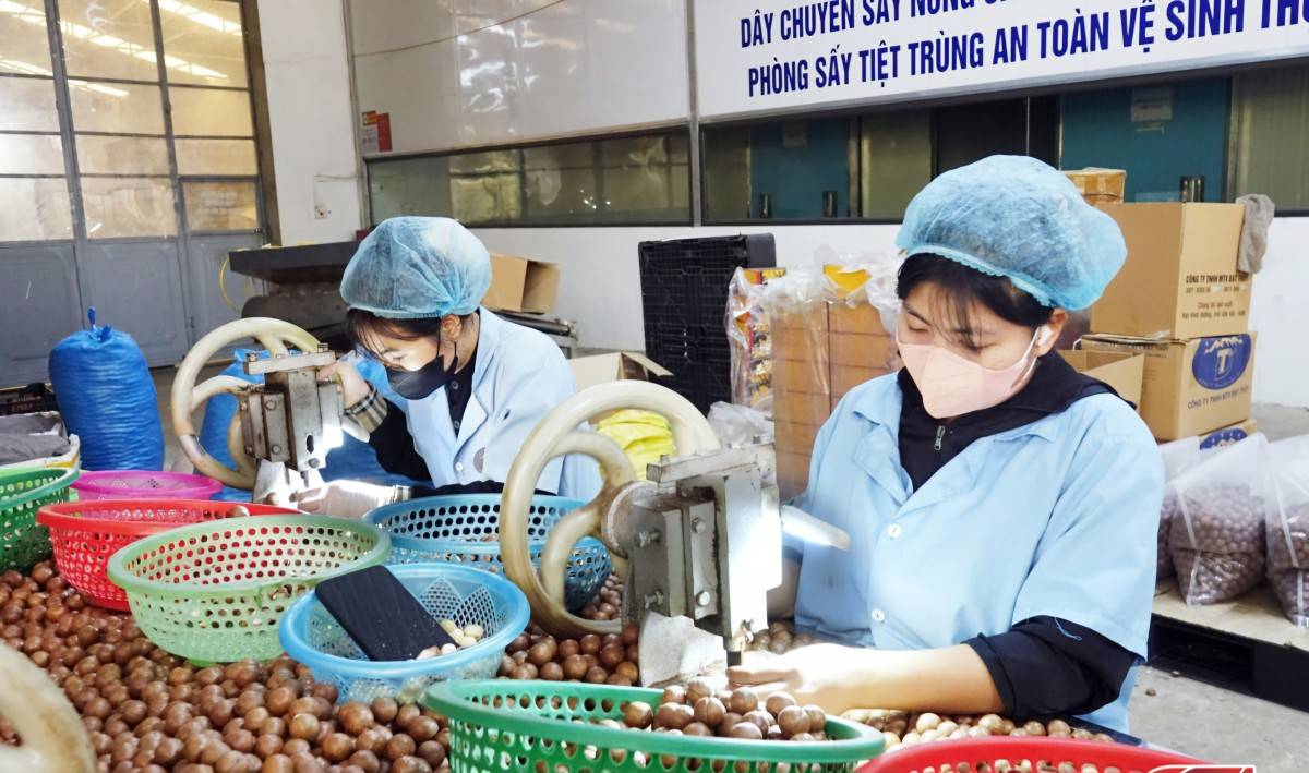 Sơn La nâng tầm nông sản nhờ OCOP, mở rộng chuỗi giá trị