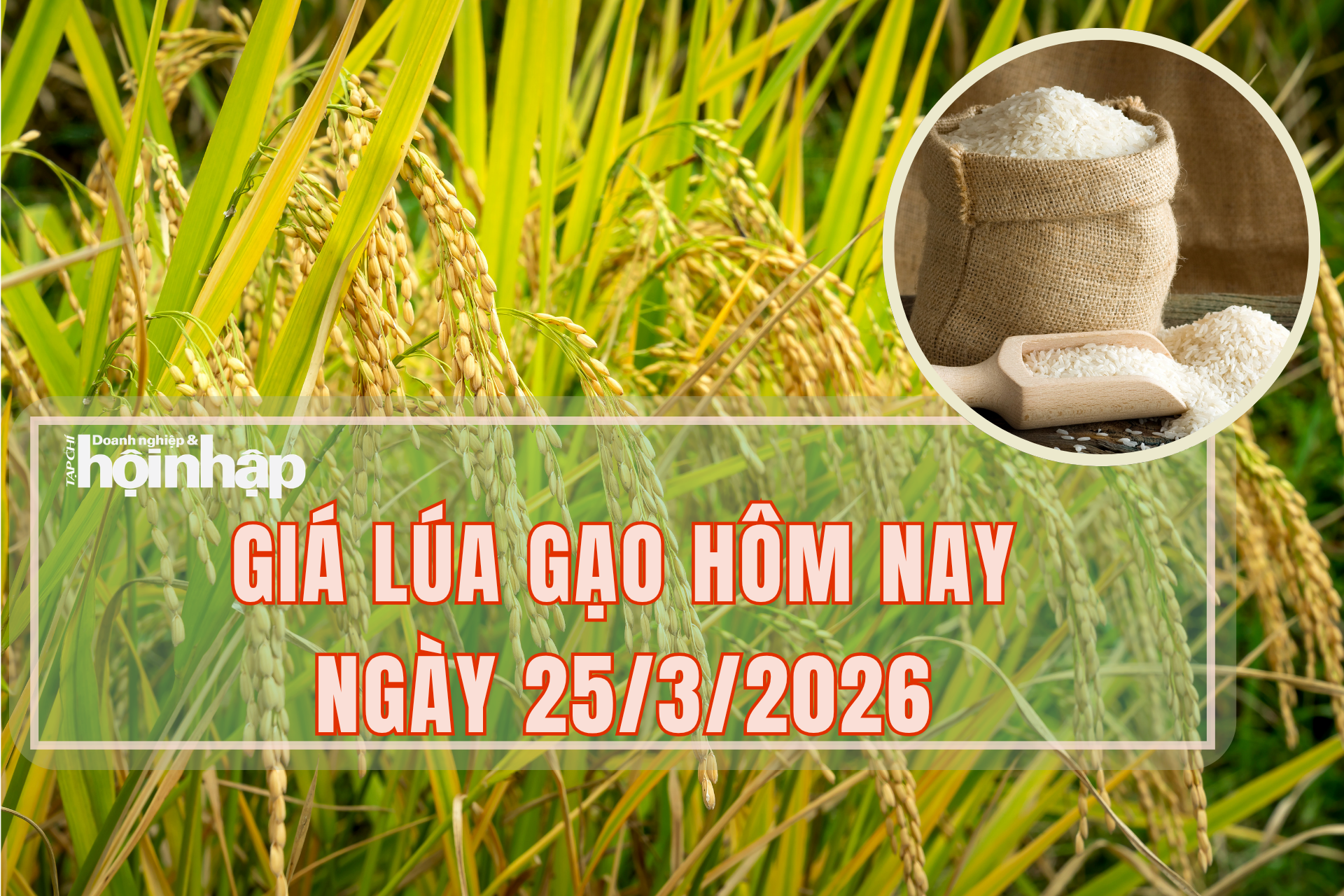 Giá lúa gạo hôm nay 25/3/2026: Chịu nhiều biến động trên thị trường xuất khẩu