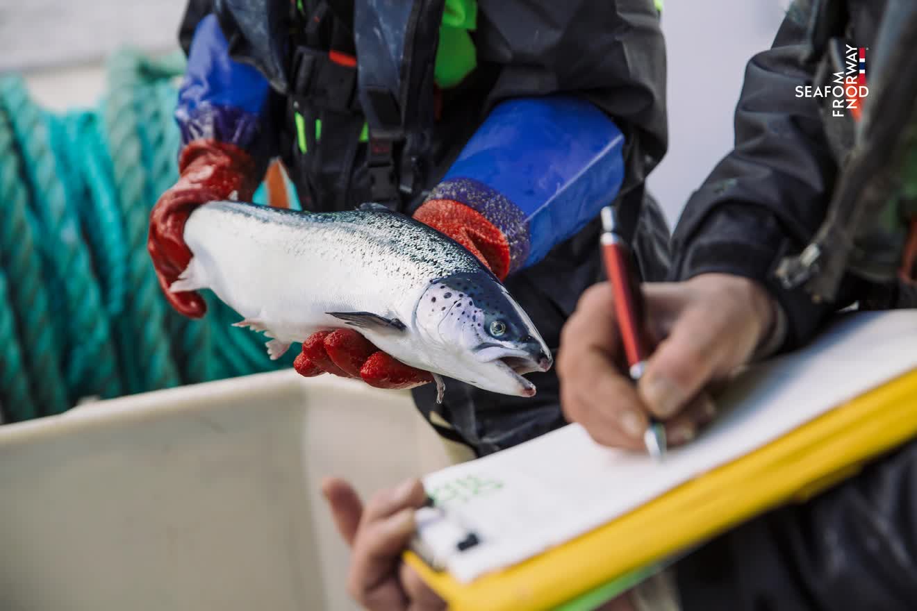 Người Việt chuộng cá hồi tươi Na Uy vì niềm tin chất lượng