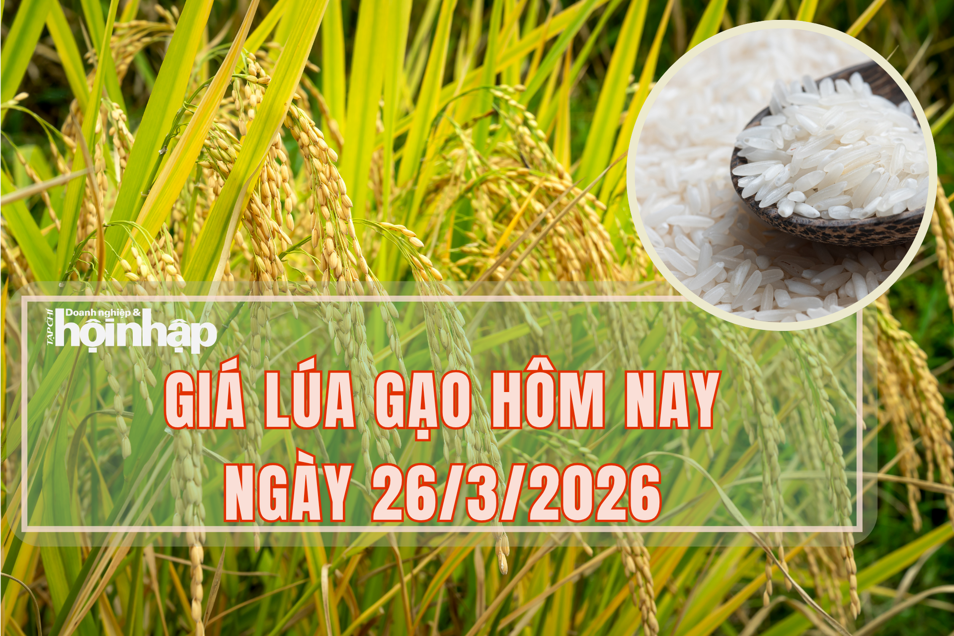 Giá lúa gạo hôm nay 26/3/2026: Lúa tươi giảm nhẹ 100 đồng/kg