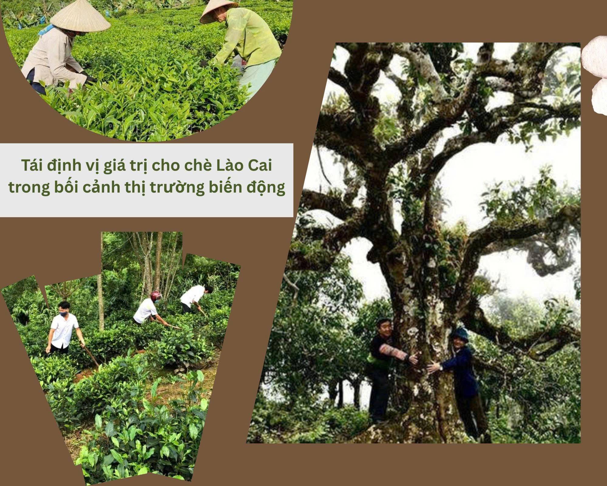 Tái định vị giá trị cho chè Lào Cai trong bối cảnh thị trường biến động