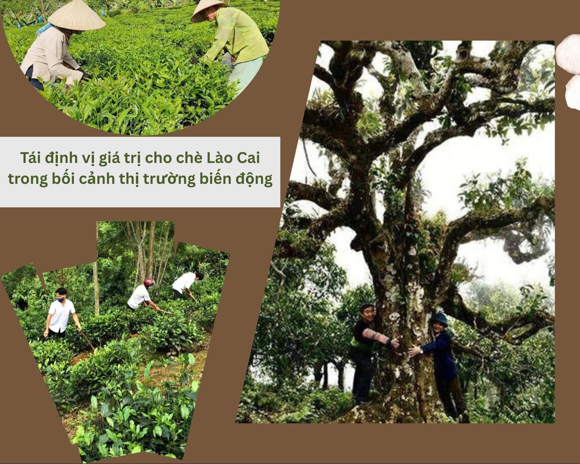 Tái định vị giá trị cho chè Lào Cai trong bối cảnh thị trường biến động