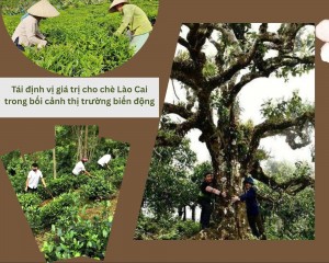 Tái định vị giá trị cho chè Lào Cai trong bối cảnh thị trường biến động