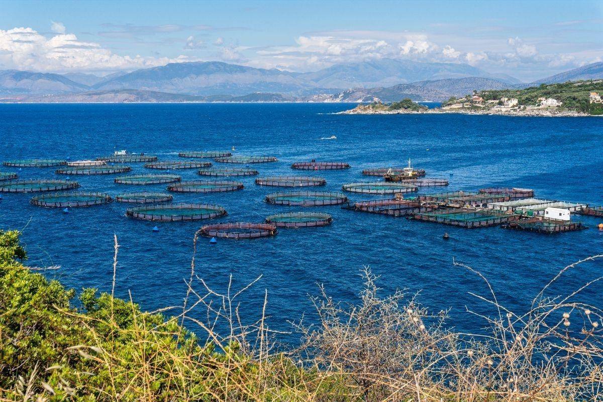 Chuyển đổi số và trí tuệ nhân tạo mở đường cho nuôi trồng thủy sản phát triển bền vững