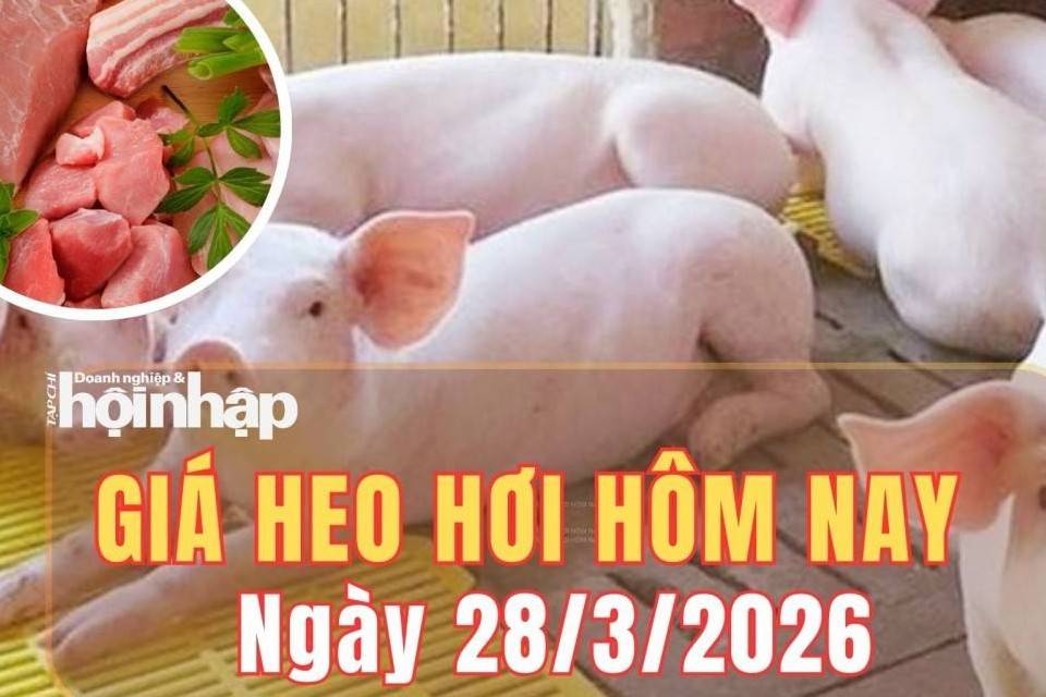 Giá heo hơi hôm nay 28/3/2026: Giá heo hơi miền Bắc, miền Trung giảm nhẹ, miền Nam đi ngang