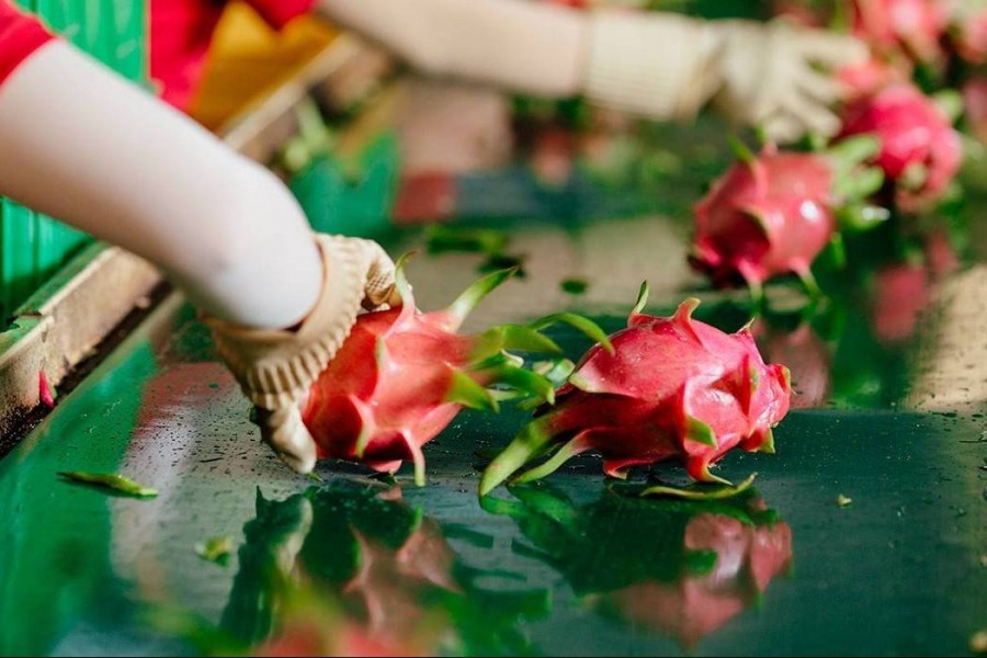 Không có chuyện thanh long Việt Nam bị kiểm soát 50% tại thị trường EU