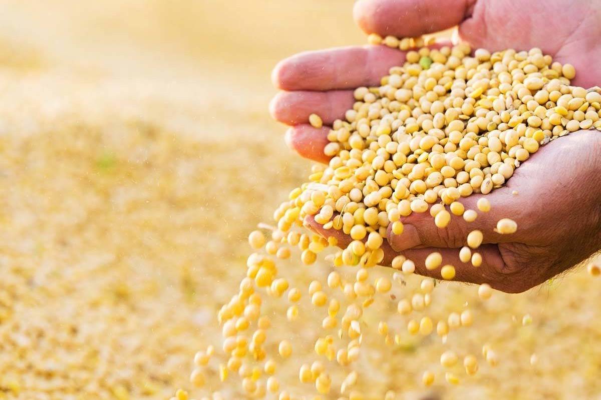 Việt Nam hướng tới mốc gần 3 tỷ USD nhập khẩu nông sản từ Hoa Kỳ