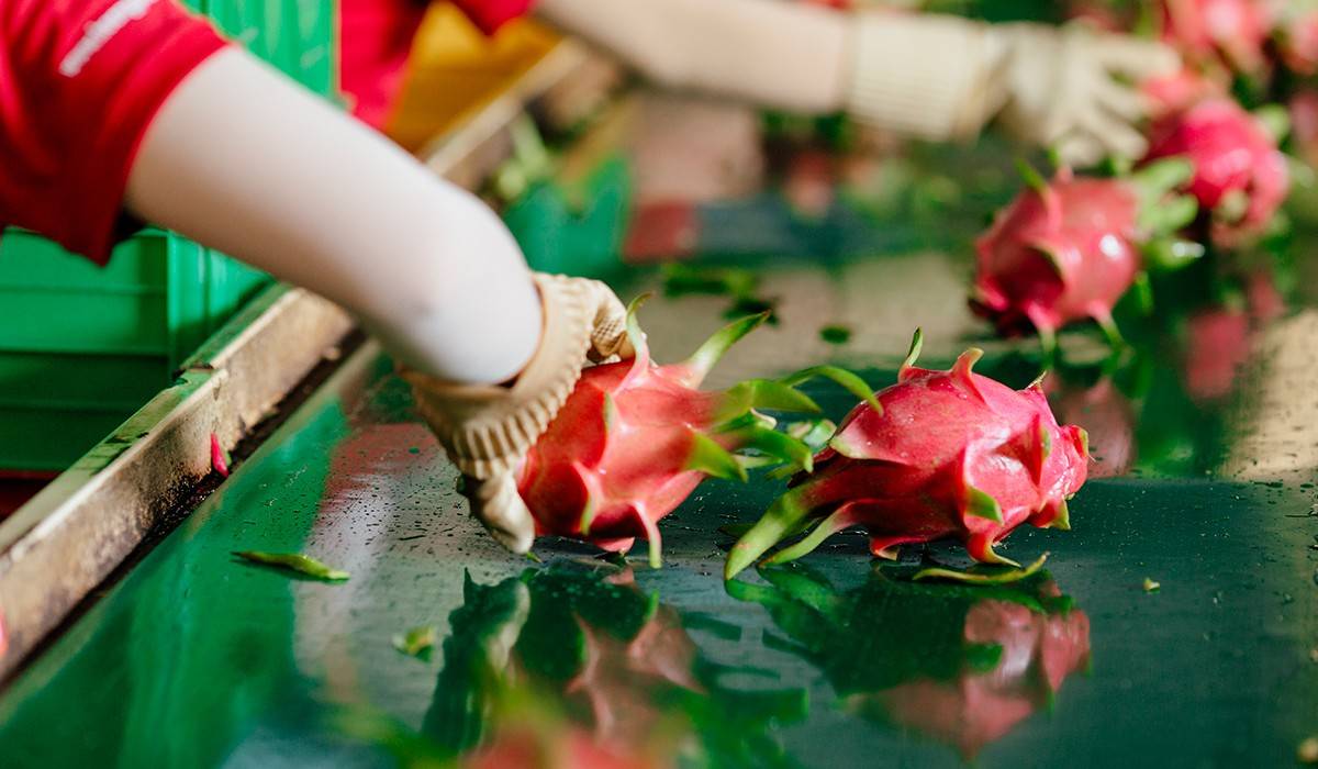 Không có chuyện thanh long Việt Nam bị kiểm soát 50% tại thị trường EU