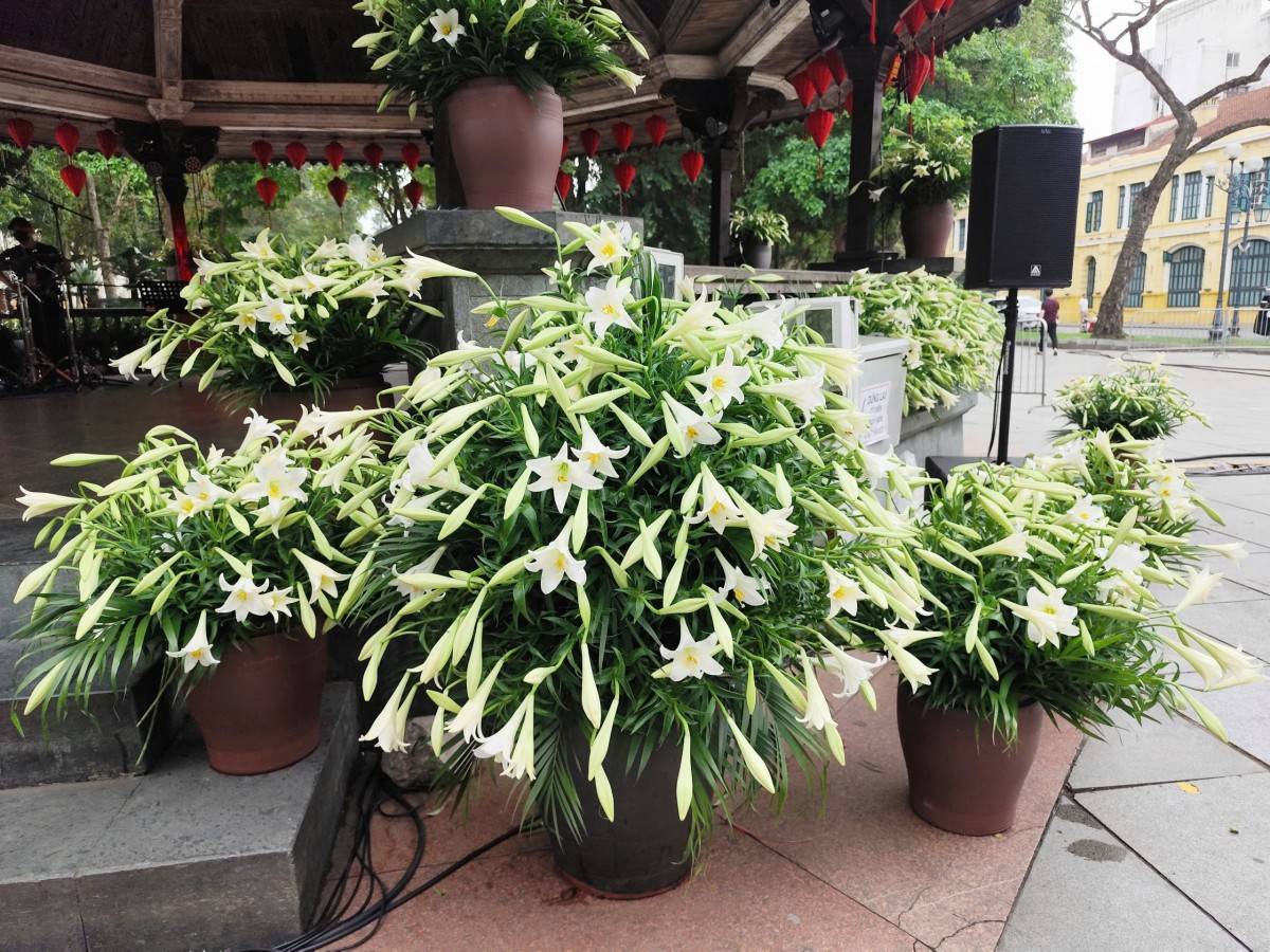 Hàng nghìn bông loa kèn phủ trắng Nhà Bát Giác trước giờ diễn Live Concert “Hà Nội bình yên”