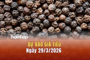 Dự báo giá tiêu 29/3: Giá tiêu trong nước có xu hướng tăng cao