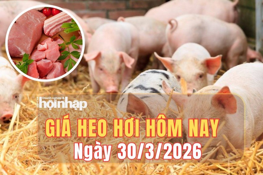 Giá heo hơi hôm nay 30/3/2026: Giá heo hơi giảm nhẹ tại miền Bắc, miền Trung; miền Nam tiếp tục giữ giá cao