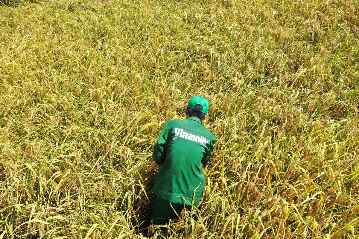 Những cánh đồng nguyên liệu đạt chuẩn hữu cơ châu Âu là thành quả của quá trình biến chất thải thành tài nguyên tại Vinamilk (Ảnh: VM).