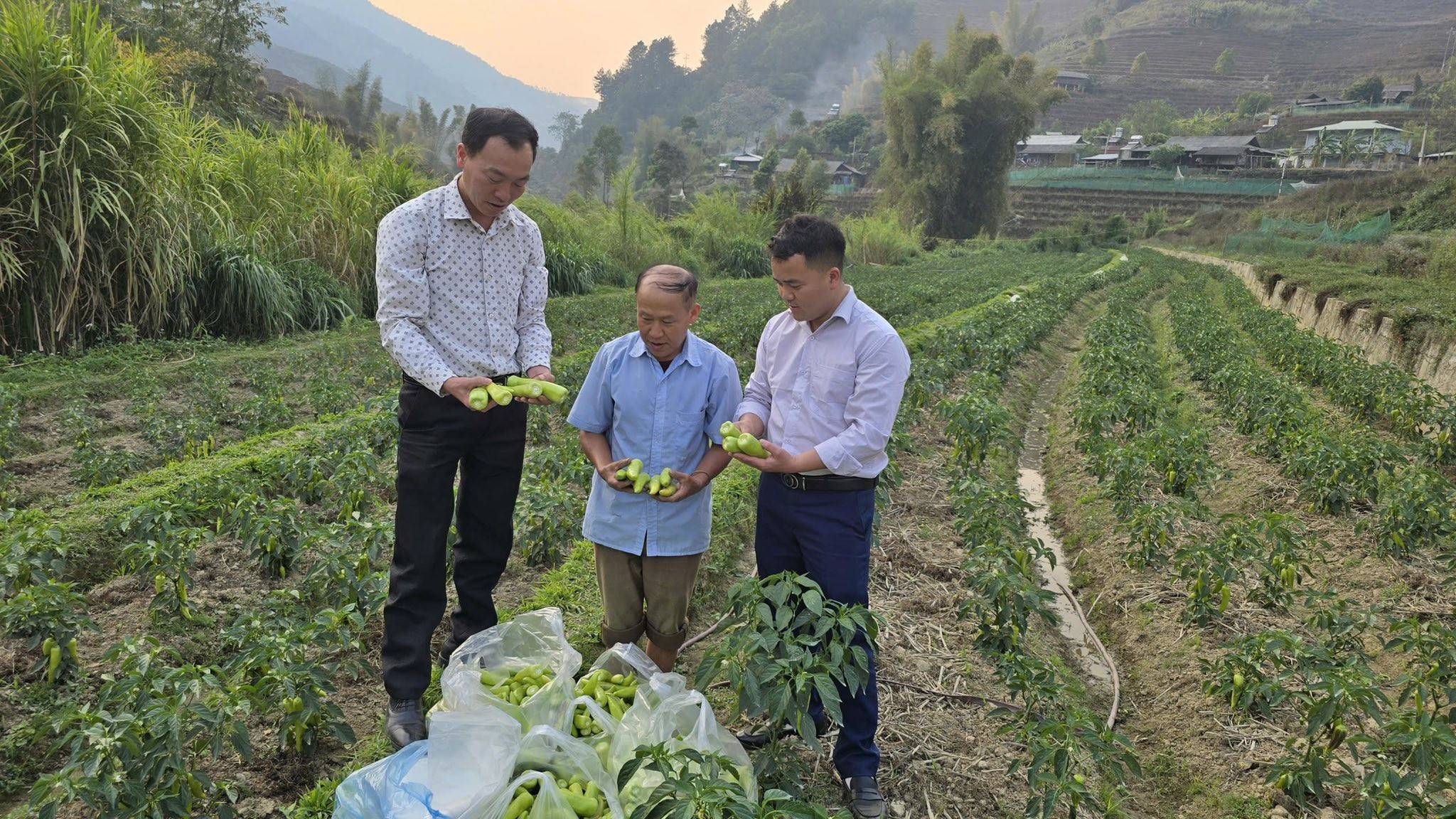 Từ ruộng bậc thang bỏ không đến vùng ớt xanh: Hướng đi mới ở vùng cao Lào Cai