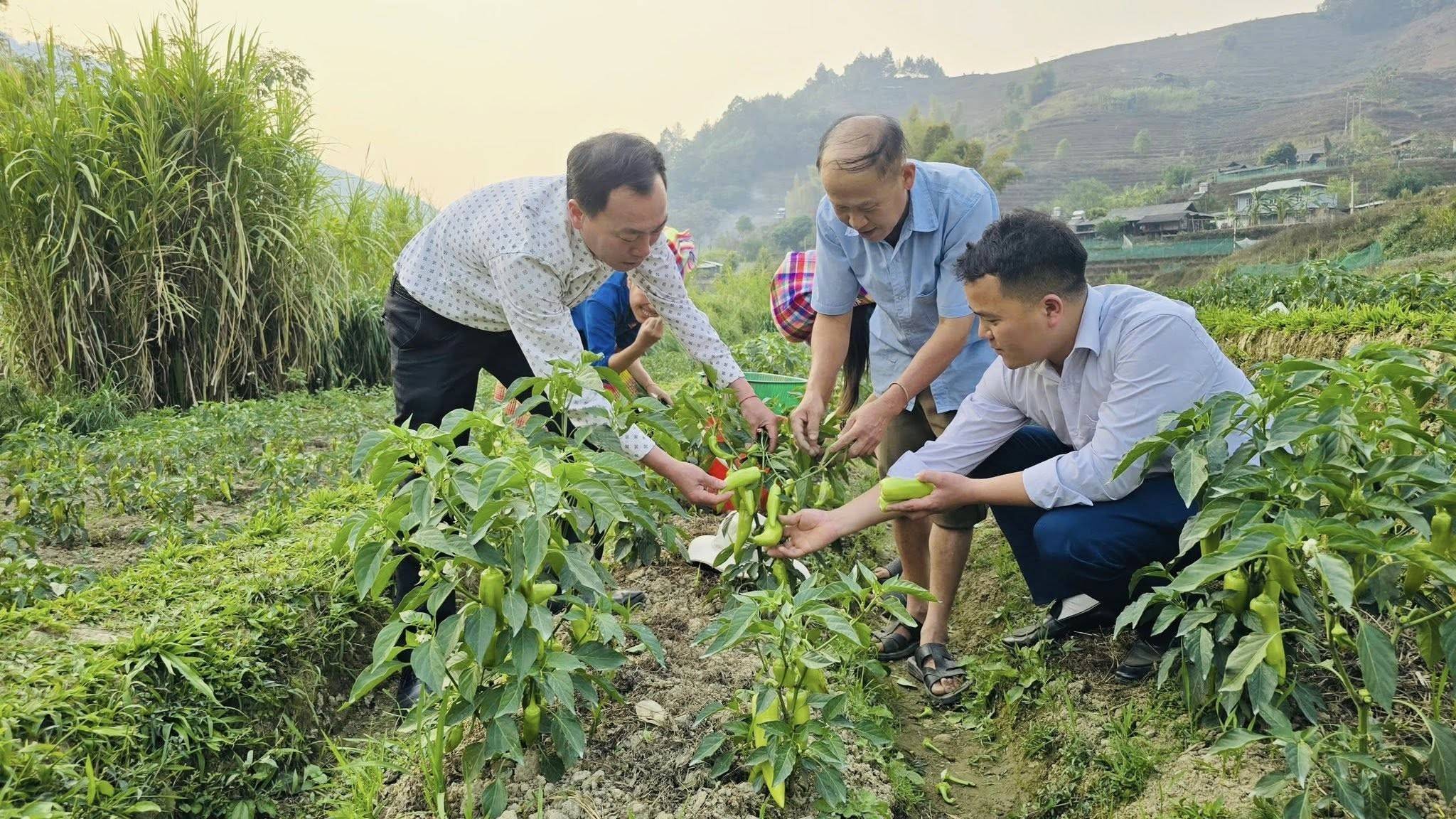 Từ ruộng bậc thang bỏ không đến vùng ớt xanh: Hướng đi mới ở vùng cao Lào Cai