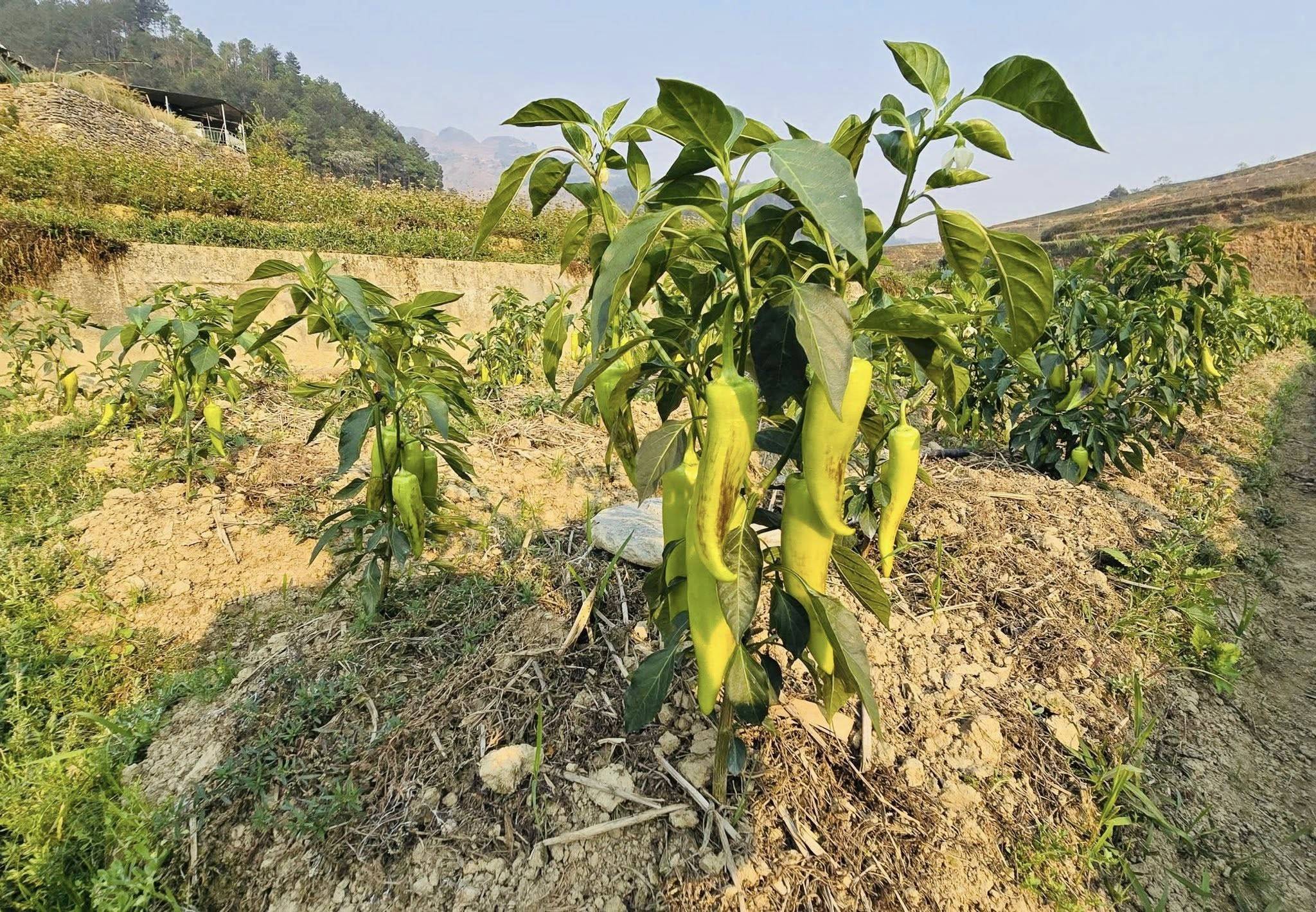 Từ ruộng bậc thang bỏ không đến vùng ớt xanh: Hướng đi mới ở vùng cao Lào Cai