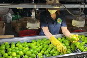 Rau quả xuất khẩu tăng tốc, chi phí logistics tiếp tục gây sức ép