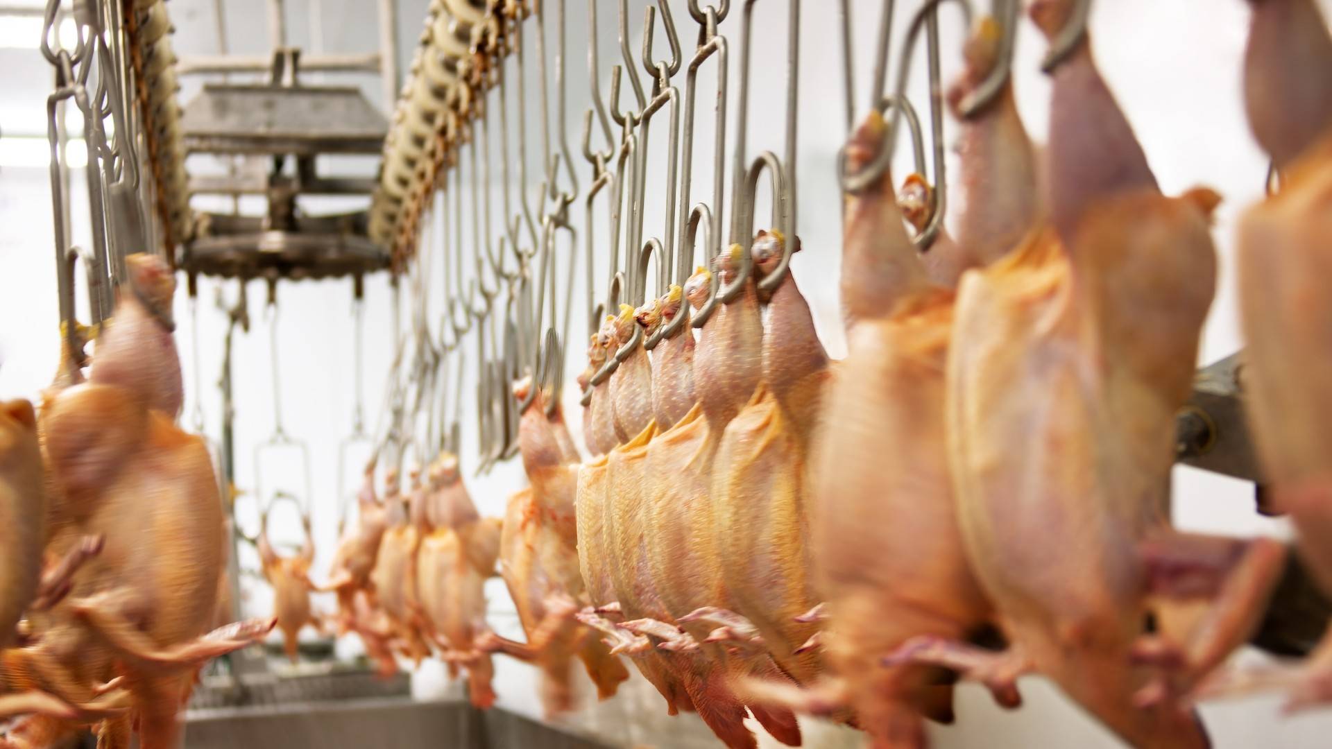 Gỡ “điểm nghẽn” giết mổ, chế biến để nâng giá trị ngành chăn nuôi