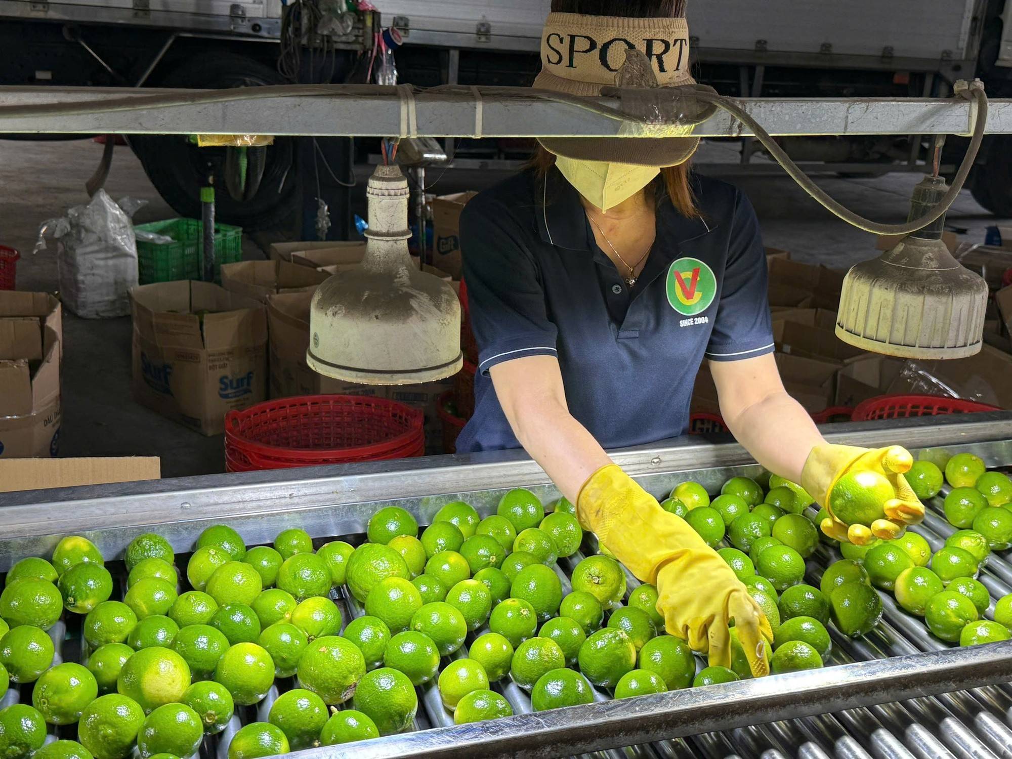 Rau quả xuất khẩu tăng tốc, chi phí logistics tiếp tục gây sức ép