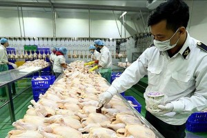 TP. Hồ Chí Minh tăng cường kiểm tra liên ngành về phòng dịch, kiểm dịch vận chuyển