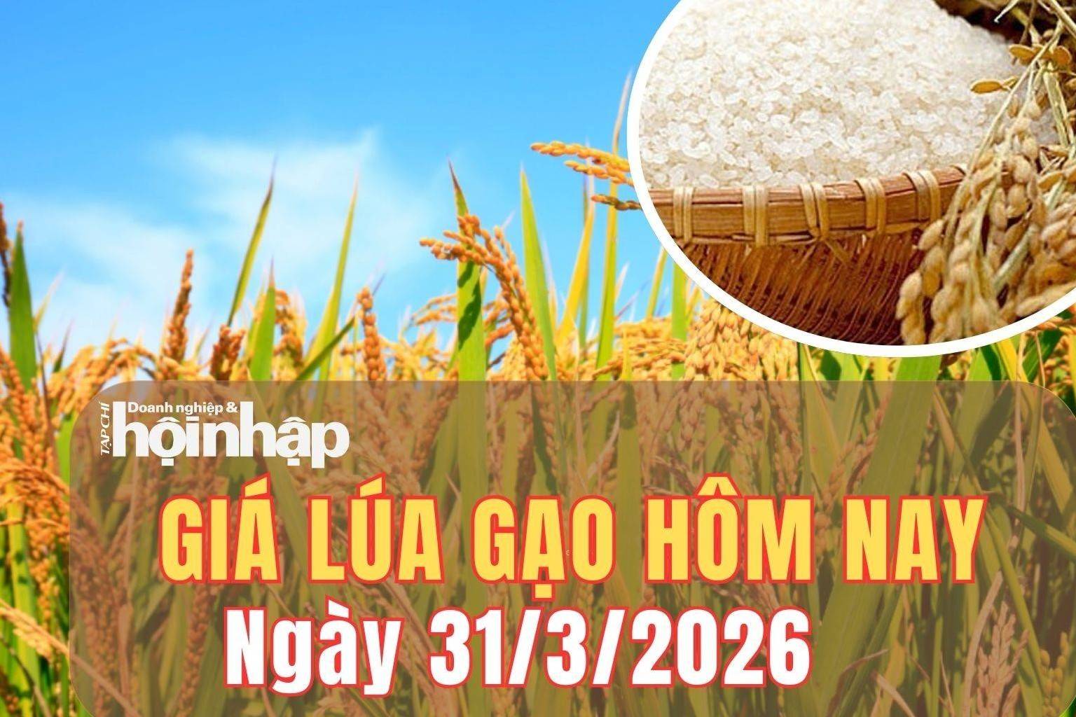 Giá lúa gạo hôm nay 31/3/2026: Giá gạo tăng nhẹ, giá cám giảm
