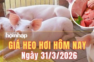 Giá heo hơi hôm nay 31/3/2026: Giá heo hơi đồng loạt giảm trên cả nước