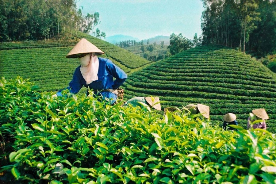 Gỡ “nút thắt” đầu tư vào nông nghiệp: Chính sách mới hướng tới trúng – đúng – đủ lực