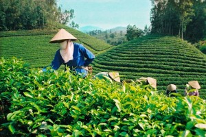 Gỡ “nút thắt” đầu tư vào nông nghiệp: Chính sách mới hướng tới trúng – đúng – đủ lực