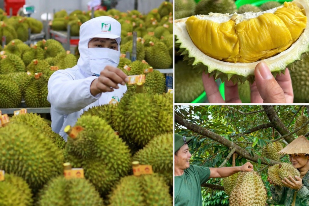 Xuất khẩu rau quả tăng tốc đầu năm 2026, sầu riêng tiếp tục giữ vai trò “đầu tàu”