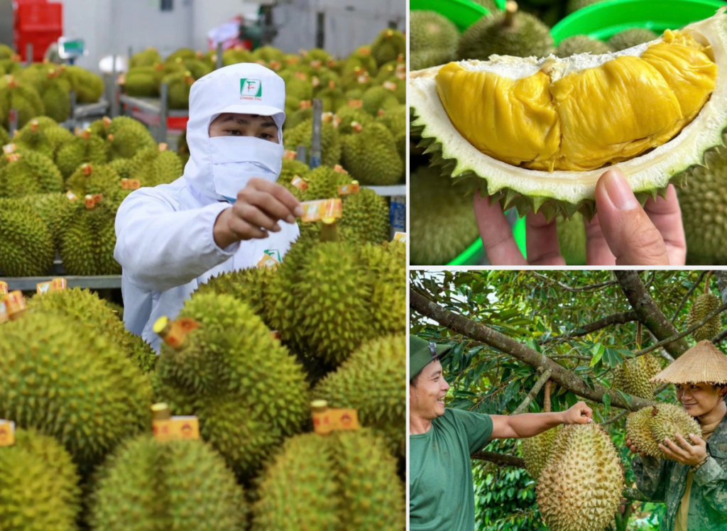 Xuất khẩu rau quả tăng tốc đầu năm 2026, sầu riêng tiếp tục giữ vai trò “đầu tàu”