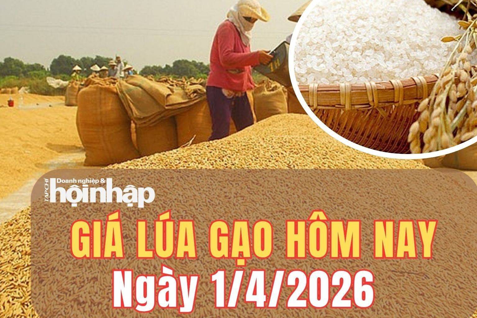 Giá lúa gạo hôm nay 1/4/2026: Giá lúa tăng nhẹ, gạo nguyên liệu đi ngang