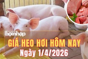 Giá heo hơi hôm nay 1/4/2026: Giá heo hơi miền Bắc nhích tăng, miền Nam tiếp đà giảm
