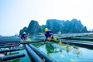 Đánh thức tiềm năng hồ chứa: Nuôi trồng thủy sản hướng tới quy mô 16.000 tỷ đồng mỗi năm