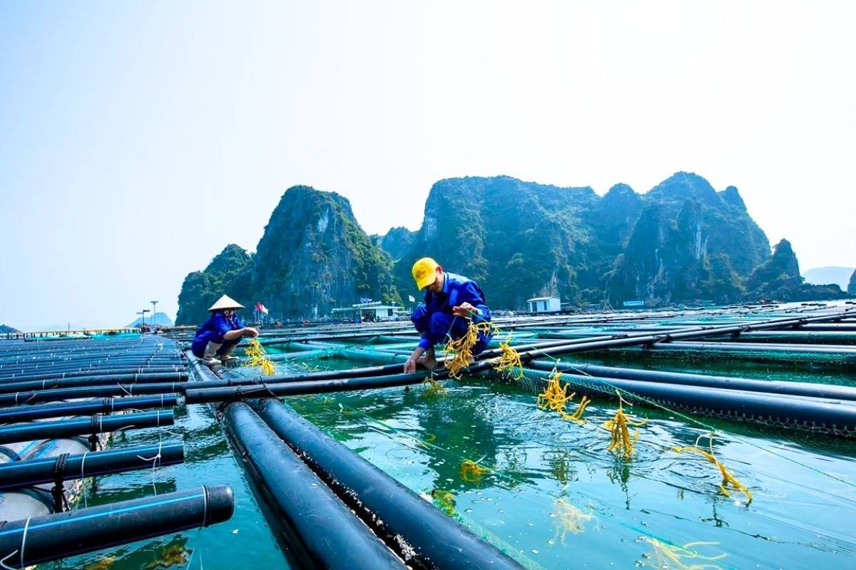 Đánh thức tiềm năng hồ chứa: Nuôi trồng thủy sản hướng tới quy mô 16.000 tỷ đồng mỗi năm