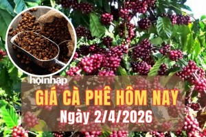 Giá cà phê hôm nay 2/4/2026: Giá cà phê Tây Nguyên bật tăng mạnh